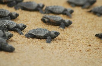 caretta Caretta-Caretta